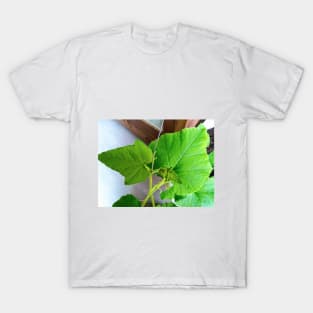 Springtime Pumpkin Leaves T-Shirt